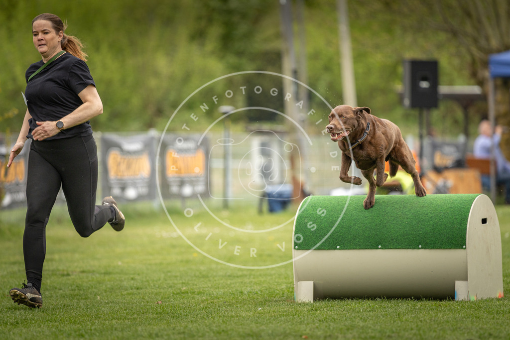 Pfotenfotografie_DV3A0993 | Hundefotografie, Tierfotograf, Pfotenfotografie, Fotoshooting Hund, Hunde Portrait, Hundesport, Hundeportraits, Heideshooting, Hunde, Sportfotograf, Hundefotograf, Turnierhundsport, THS,  - Realisiert mit Pictrs.com