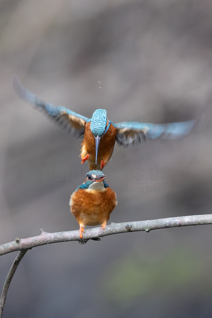 R5NF1202-20230325 | Der Eisvogel (Alcedo atthis) ist die einzige in Mitteleuropa vorkommende Art aus der Familie der Eisvögel (Alcedinidae). Er besiedelt weite Teile Europas, Asiens sowie das westliche Nordafrika und lebt an mäßig schnell fließenden oder stehenden, klaren Gewässern mit Kleinfischbestand und Sitzwarten. - Realisiert mit Pictrs.com