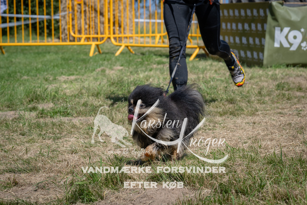 1311_ZZ98259 | kk-dogfotos