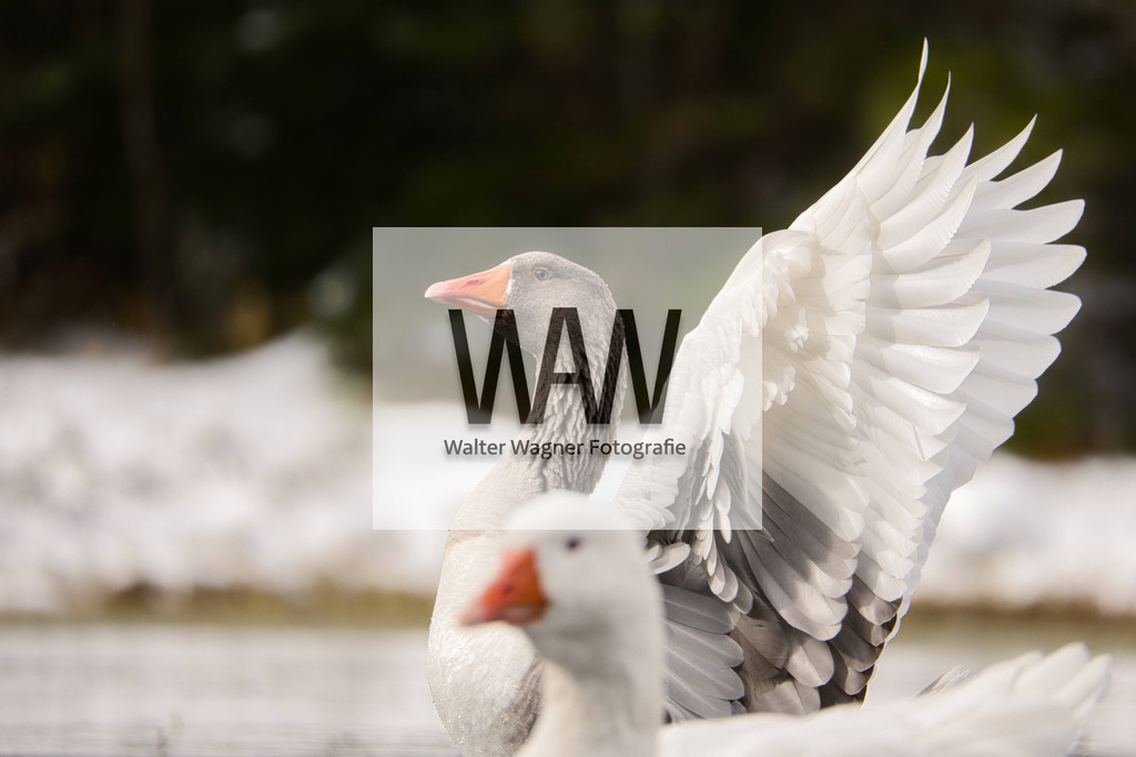 WWW02287 | walter-wagner-fotografie