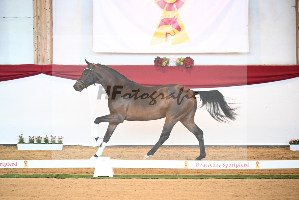 Kat-Nr. 6 Bon Joker x Fuerst Fohlenhof_Koch_43230166 | hf-fotografie - Realisiert mit Pictrs.com