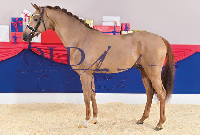 40 Vincenso DE433330556720 Van Primero - Revan - Fleurop_40_b | <meta name="description" content="★Offizieller Merchandise und Foto-/Videostore des Oldenburger Verbandes.★ ✅Jetzt auch digital Ausdrucke erhältlich." />
<meta name="keywords" content="Merchandise Foto-/Videostore Oldenburger Verband Photographie 