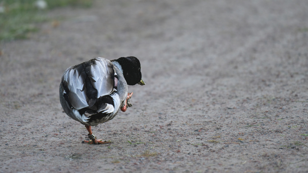 Z72_1489-2 | Freier Fotograf aus Itzehoe. Kontakt via instagram.com/f0t0kunst/ - Realisiert mit Pictrs.com