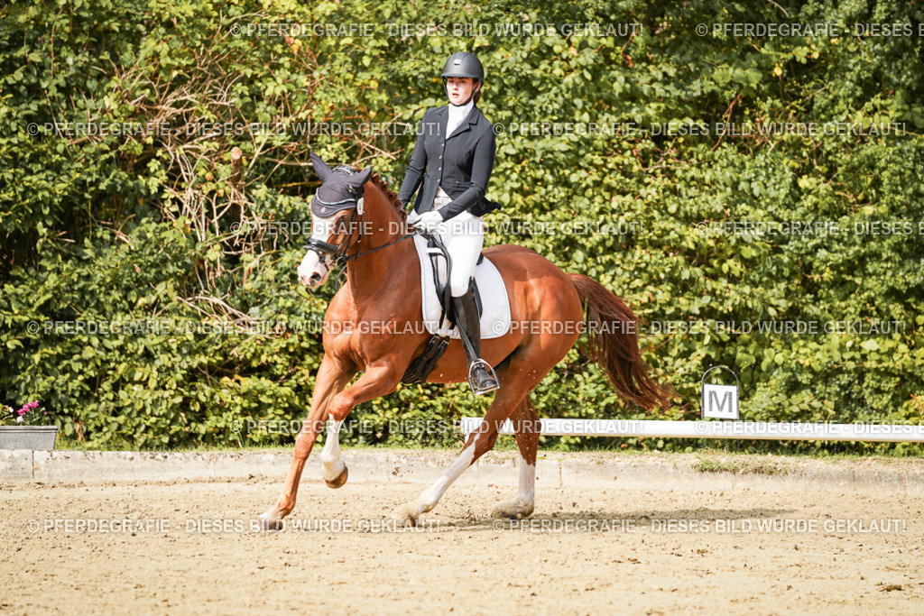 DSC03212 | Pferdegrafie