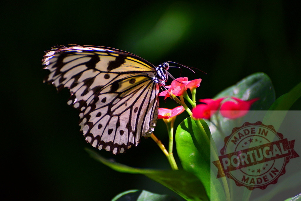 Paper Kite butterfly feeding on a pink flower in a tropical forest | Close-up of a beautiful Paper Kite butterfly with black and white wings feeding on a vibrant pink flower in a lush tropical forest - Realized with Pictrs.com