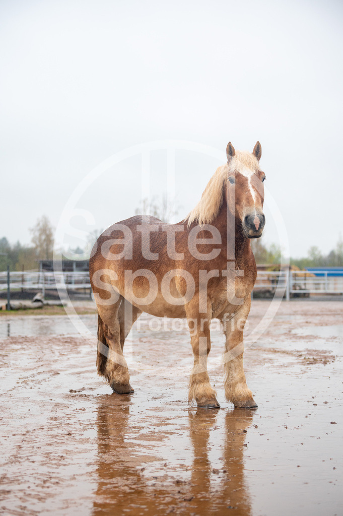 DSC_3022 | sattelsport - Realisiert mit Pictrs.com