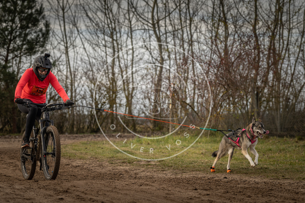 Pfotenfotografie_DV3A8954 | Hundefotografie, Tierfotograf, Pfotenfotografie, Fotoshooting Hund, Hunde Portrait, Hundesport, Hundeportraits, Heideshooting, Hunde, Sportfotograf, Hundefotograf, Turnierhundsport, THS,  - Realisiert mit Pictrs.com