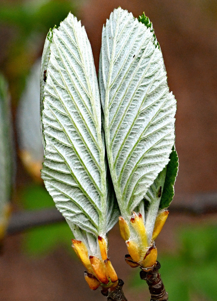 Mehlbeere01h - Kopie | lucisnaturbilder - Realisiert mit Pictrs.com