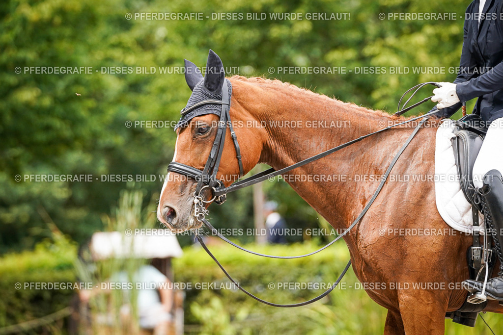 DSC04828 | Pferdegrafie