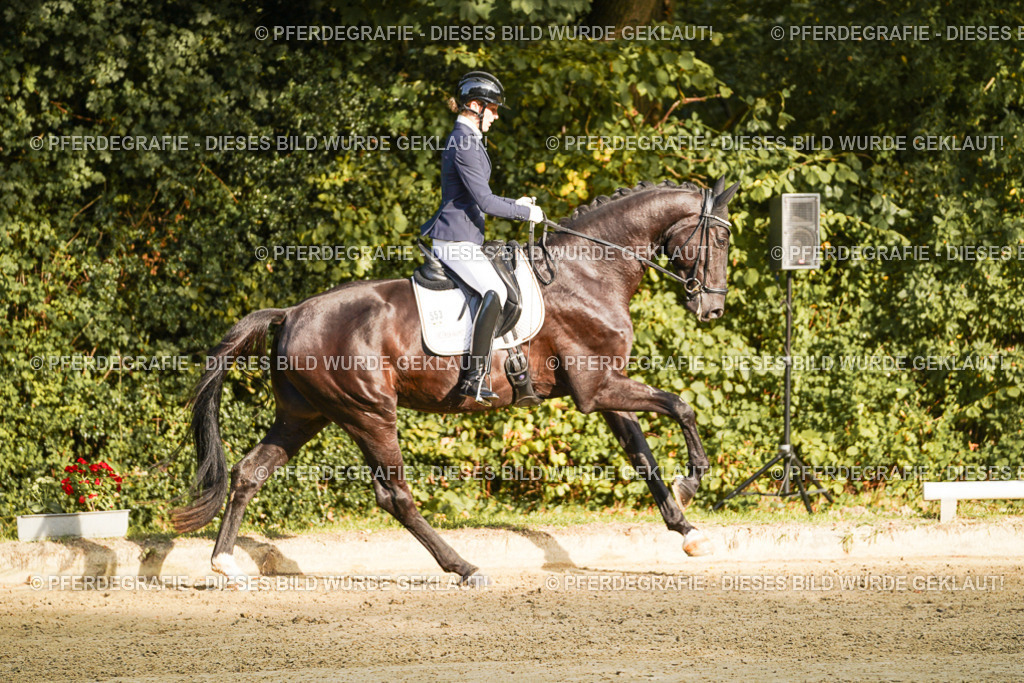 DSC04852 | Pferdegrafie