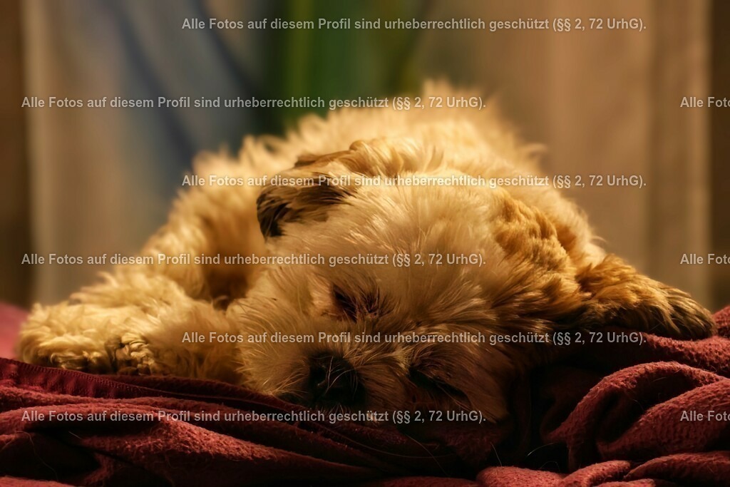 20240301194224_0C4A2136_2-01_2 | krollfotografie - Realisiert mit Pictrs.com