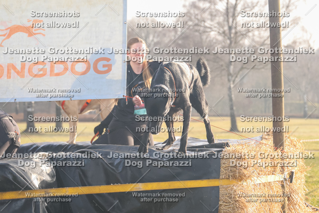 Dog Paparazzi - SD North 0326 900930-165 | Dog Paparazzi Jeanette Grottendiek Fotografie & Videografie - Realisiert mit Pictrs.com