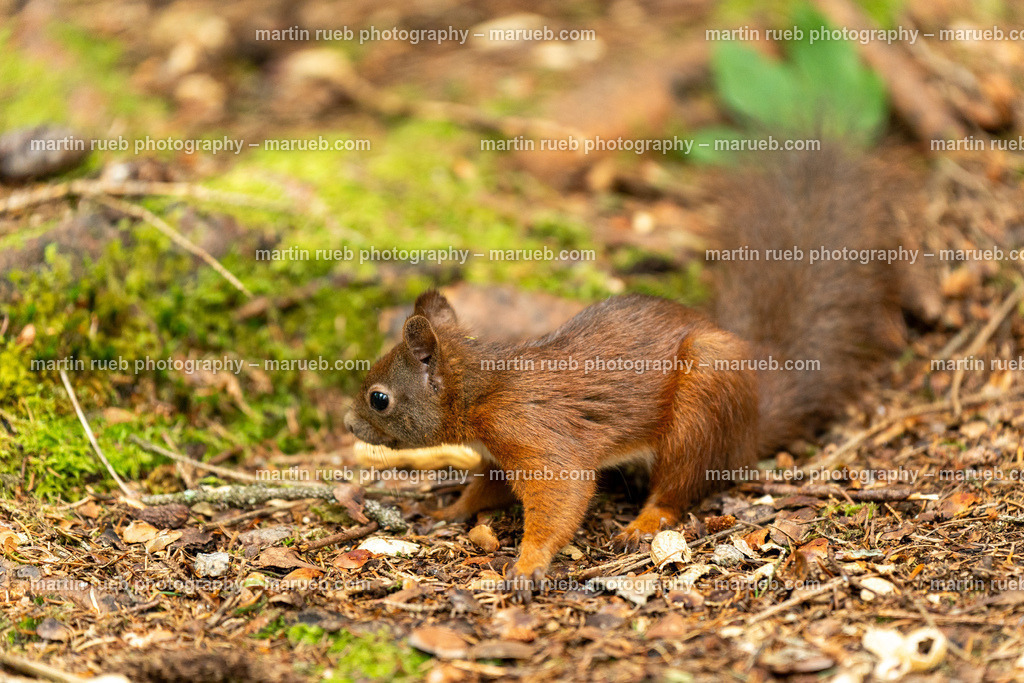 Where's the nut? | Squirrel in it's natural habitat - Realisiert mit Pictrs.com