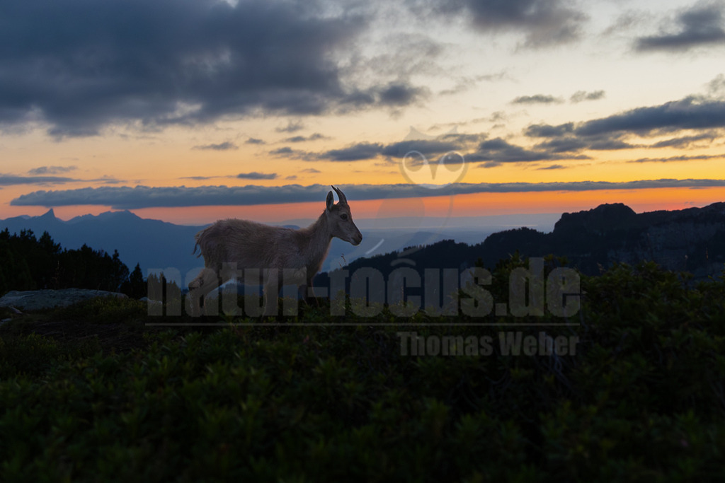 R6NF3092_20250709 | Ein Alpensteinbock (Capra ibex) steht als Silhouette auf einem grasbewachsenen Bergrücken. Im Hintergrund ist ein farbenprächtiger Sonnenuntergang mit Orange- und Rosatönen am Horizont zu sehen, darüber ein bewölkter, dämmeriger Himmel. Die umliegende Berglandschaft ist ebenfalls als dunkle Silhouette erkennbar. Das Tier ist im Profil dargestellt und blickt nach rechts. - Realisiert mit Pictrs.com