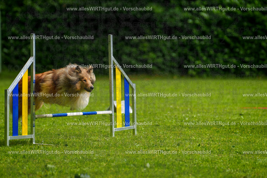 @allesWIRTHgut_Tierfotografie - www.allesWIRTHgut.de - 7R503052 | Professionelle Tierfotografie in Mönchengladbach von Daniel Wirth (allesWIRTHgut). Liebevolle & natürliche Bilder von Hunden & Katzen für unvergessliche Erinnerungen.