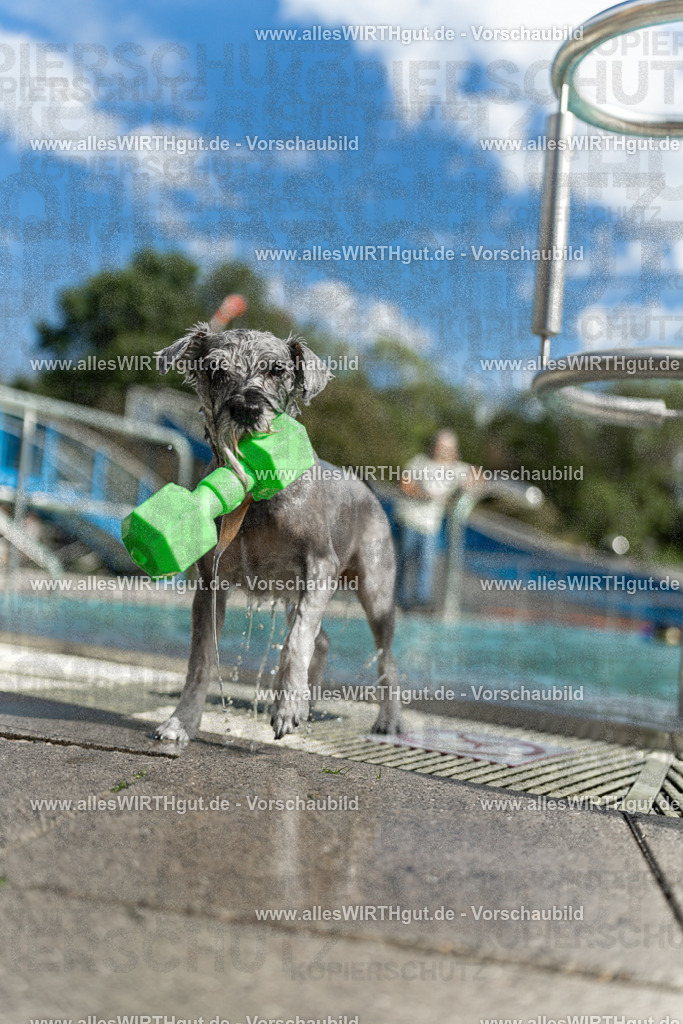Hundeschwimmen_Volksbad_2026-allesWIRTHgut_Tierfotografie-2609061519-7R501428 | Professionelle Tierfotografie in Mönchengladbach von Daniel Wirth (allesWIRTHgut). Liebevolle & natürliche Bilder von Hunden & Katzen für unvergessliche Erinnerungen.