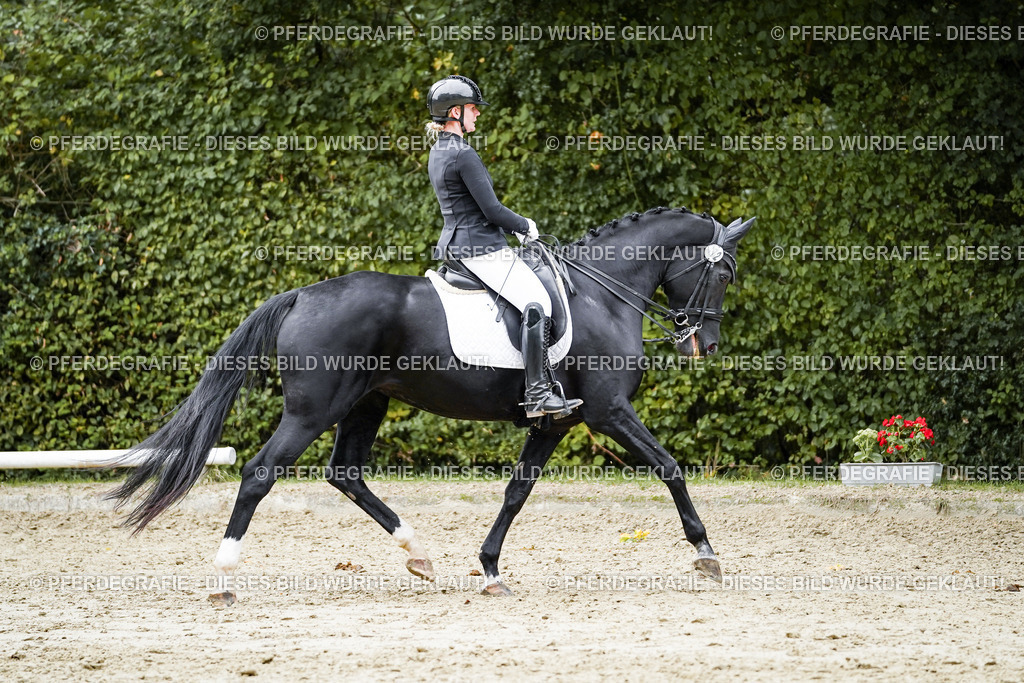 DSC02249 | Pferdegrafie