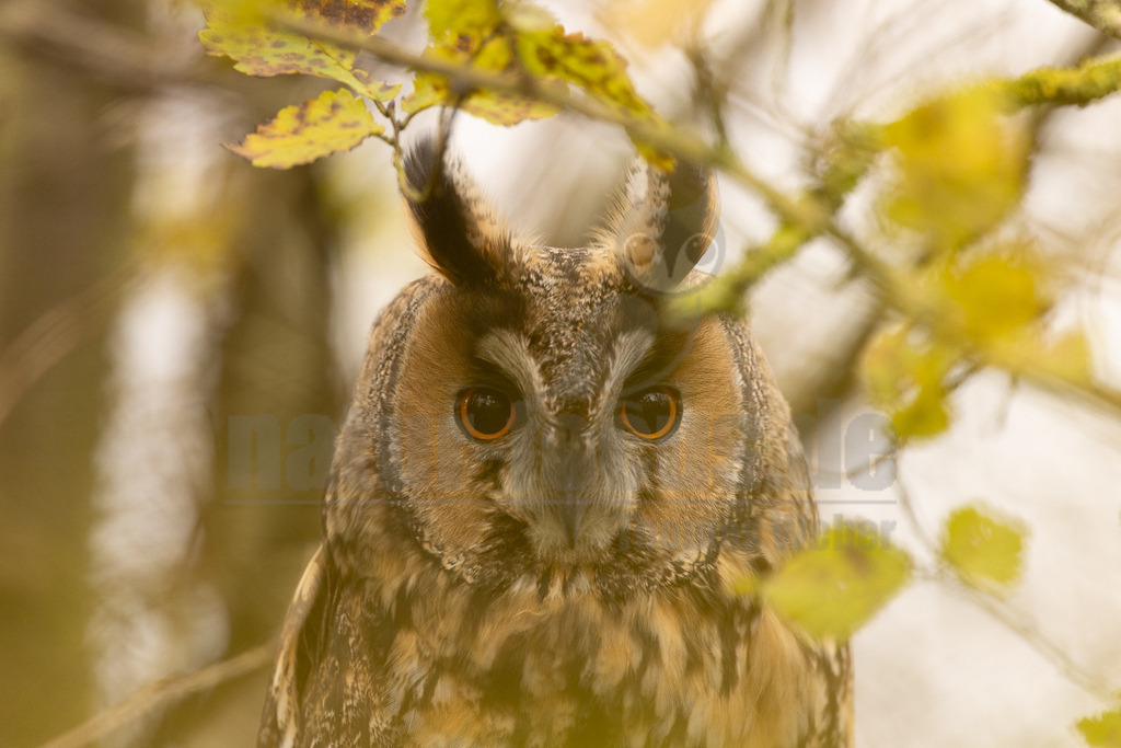 R5NF9841_20241117 | Die Waldohreule ist kleiner, schlanker und hat längere Flügel als der dickköpfige Waldkauz. Sie besitzt außerdem Federohren, der Waldkauz hingegen nicht.
Die Waldohreule hat orange- bis feurig-gelbe, der Waldkauz schwarze Augen. - Realisiert mit Pictrs.com