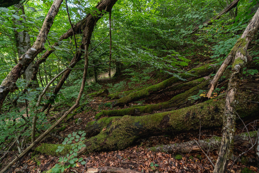 ZD250916102155 | Fotoshop von zweidimensional Fotografie. Ihr Fotograf im Aargau. Abzüge von Ihrem Fotobox Event bestellen.Abzüge von Ihrem Hochzeit bestellen.Abzüge von Ihrem Schulfotograf bestellen.