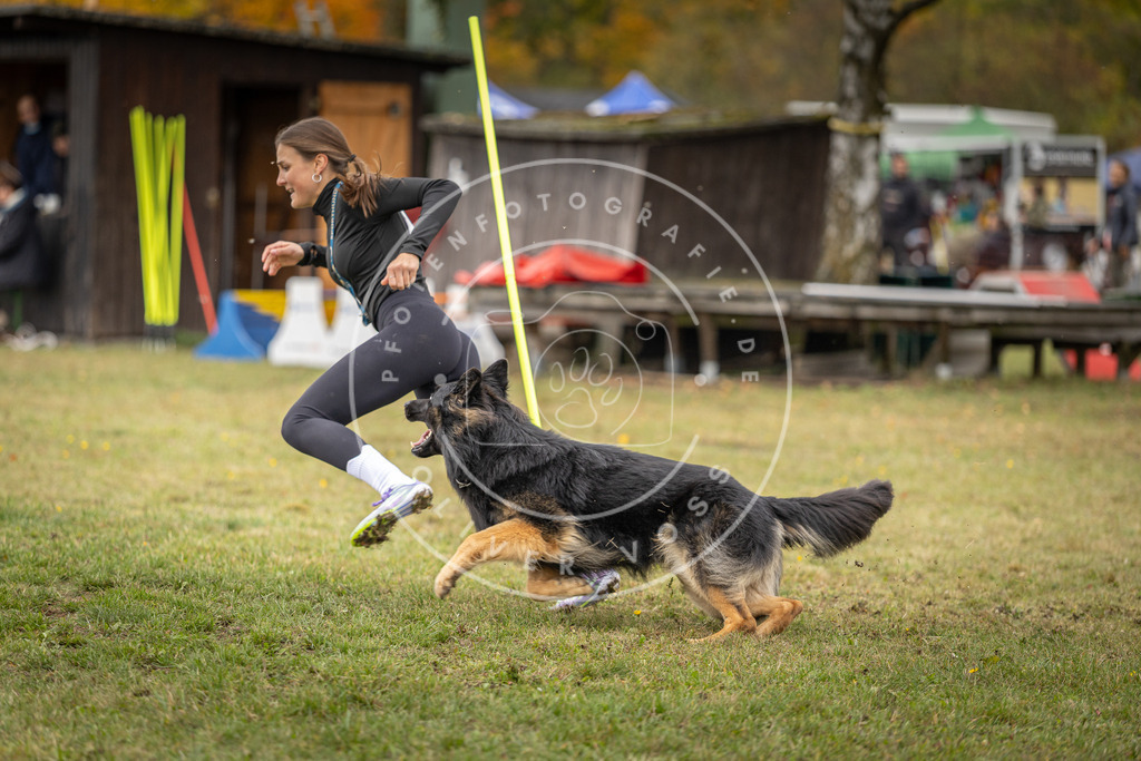 Pfotenfotografie_DV3A7455 | Hundefotografie, Tierfotograf, Pfotenfotografie, Fotoshooting Hund, Hunde Portrait, Hundesport, Hundeportraits, Heideshooting, Hunde, Sportfotograf, Hundefotograf, Turnierhundsport, THS,  - Realisiert mit Pictrs.com