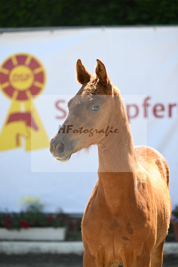 Kat-Nr. 8 HF Vitalis_PBM Pfefferle GmbH_12230357 | hf-fotografie - Realizzato con Pictrs.com