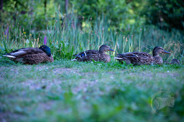 DSC_1584-2 | Shop für Prints Landschaftsfotografie Sächsische Schweiz Naturfotografie in Thüringen Fotos vom Findlingspark Nochten Kloster Sankt Marienstern Bilder Festung Königstein PanoramaRhododendronpark Kromlau FotogalerSchleswig-Holstein Küstenlandschaften