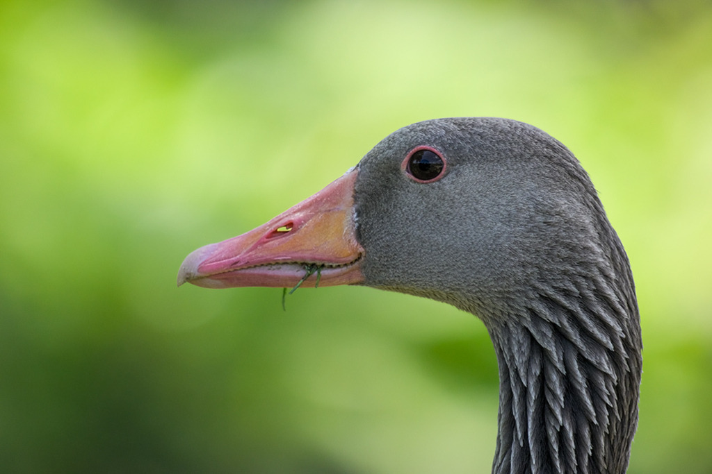 Zutrauliche Graugans | Das Porträt einer schönen, zutraulichen Graugans vor einem vielfältig grün leuchtenden Hintergrund. — Auflösung des Originals: 7887 x 5258 px. - Realisiert mit Pictrs.com