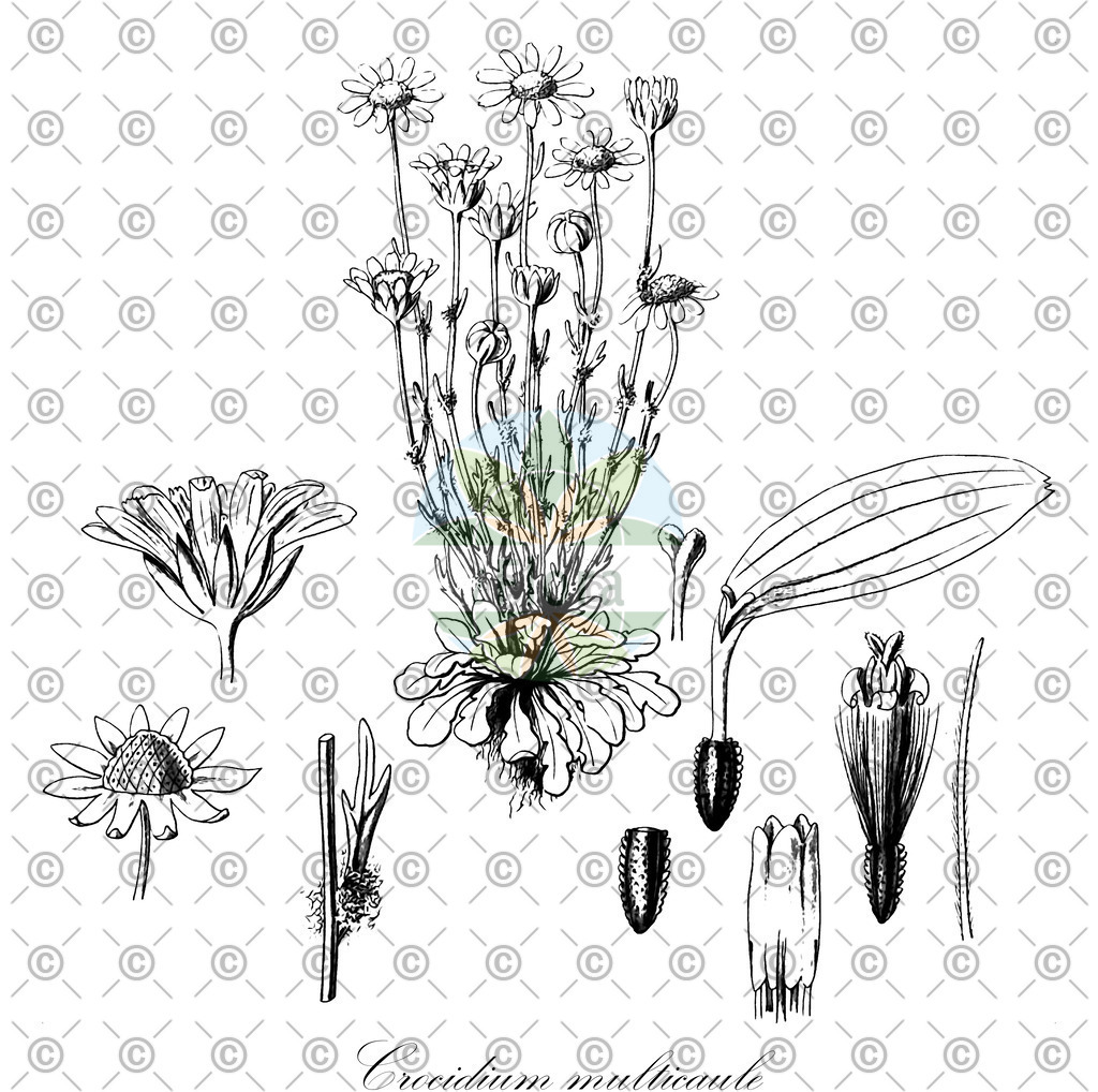 HistAbb_wfo-0000793278_1_ENZY_Simple | Historische Abbildung von Crocidium multicaule - Asteraceae | Historical Illustration of Crocidium multicaule - Asteraceae