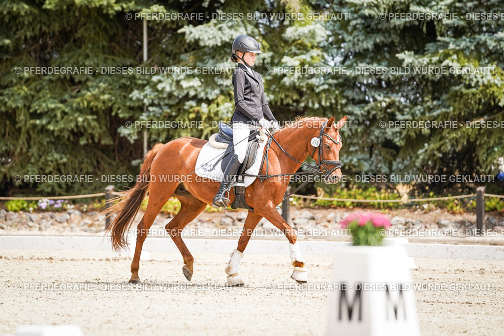 DSC02471 | Pferdegrafie