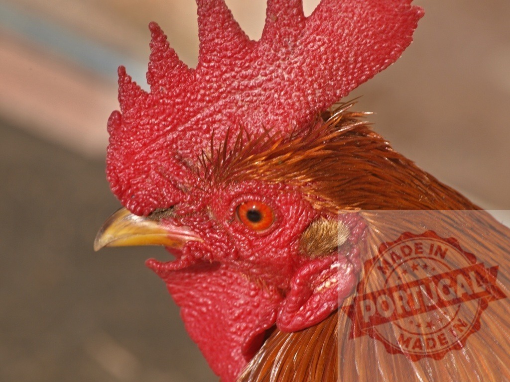 Rooster head with red comb and brown feathers | Rooster head showing detail of red comb, wattle, beak, and brown neck feathers - Realized with Pictrs.com