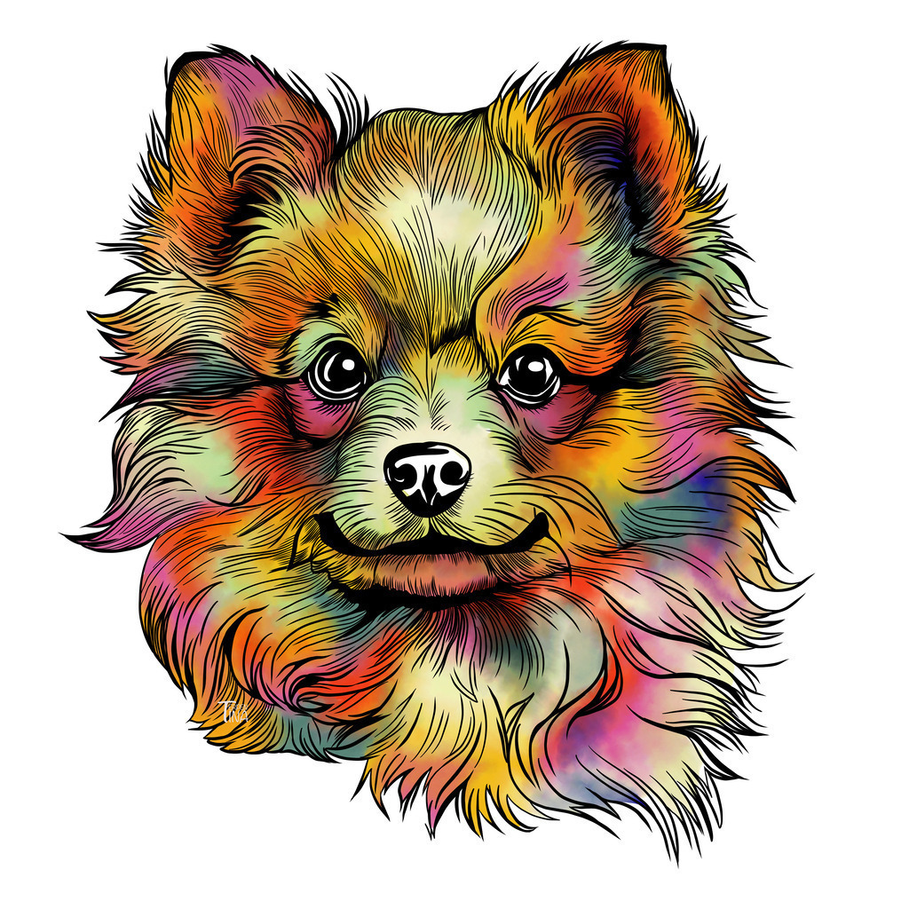 Spitz | Illustrationen, digitalpainting, animals, dogs, hunde, art, Kunst, Illustrationsart, Bielefeld, Germany - Realisiert mit Pictrs.com