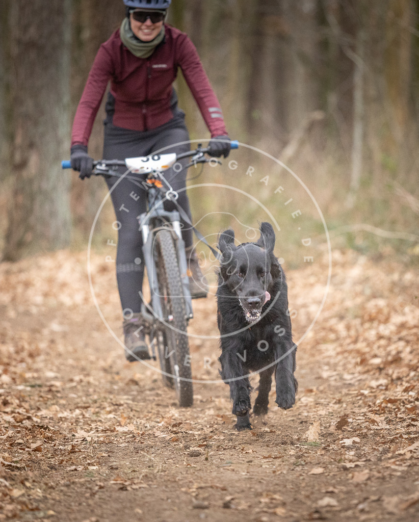 Pfotenfotografie_DV3A5898 | Hundefotografie, Tierfotograf, Pfotenfotografie, Fotoshooting Hund, Hunde Portrait, Hundesport, Hundeportraits, Heideshooting, Hunde, Sportfotograf, Hundefotograf, Turnierhundsport, THS,  - Realisiert mit Pictrs.com