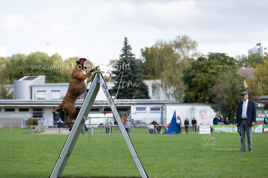 _16A5656 | Einzigartige Fotos von Hunden & Menschen –Actionfotos, Portraits, Vereinsaufnahmen & Paarshootings – authentisch, lebendig & mit Herz.
