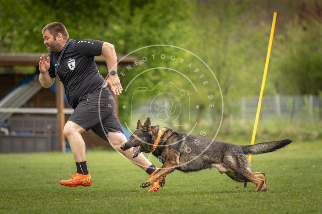 Pfotenfotografie_DV3A9909 | Hundefotografie, Tierfotograf, Pfotenfotografie, Fotoshooting Hund, Hunde Portrait, Hundesport, Hundeportraits, Heideshooting, Hunde, Sportfotograf, Hundefotograf, Turnierhundsport, THS,  - Realisiert mit Pictrs.com
