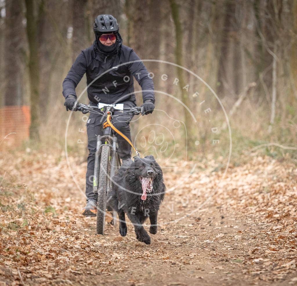 Pfotenfotografie_DV3A6383 | Hundefotografie, Tierfotograf, Pfotenfotografie, Fotoshooting Hund, Hunde Portrait, Hundesport, Hundeportraits, Heideshooting, Hunde, Sportfotograf, Hundefotograf, Turnierhundsport, THS,  - Realisiert mit Pictrs.com