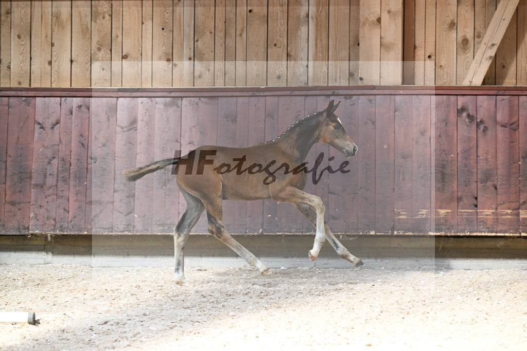 Kat-Nr. 21 HF Dream Royal x For Romance I_Stoeckle_32240373 | hf-fotografie - Realisiert mit Pictrs.com