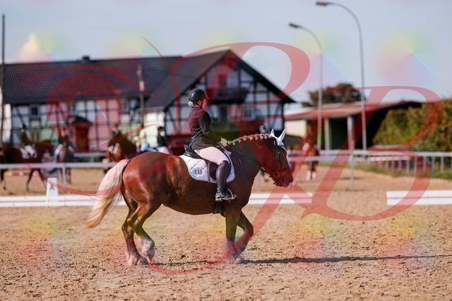 2026_10_03_Siefer-Hof_130224_Z81_56557796 | Professionelle Reitsport-, Turnier- und Eventfotografie von Robert Broda. Galerien mit ausgewählten und bearbeiteten Bildern direkt online ansehen und bestellen.
