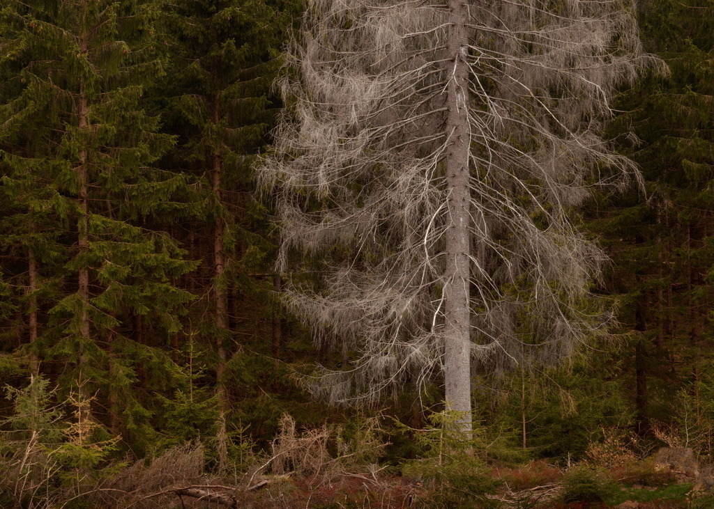 In Gänze völlig vertrocknet | Ein Nadelbaum steht völlig vertrocknet in einer Lichtung. - Realisiert mit Pictrs.com