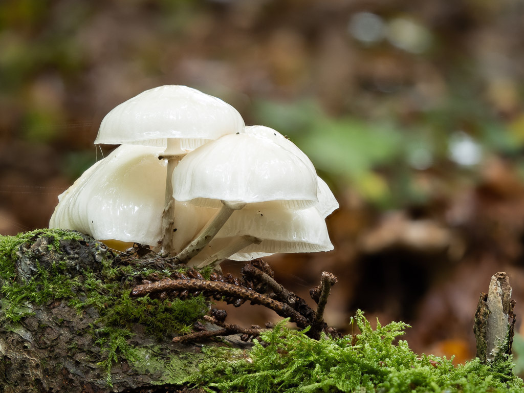 2023-10-29 12-34-00 (C) | Carismarkus, Fotografie, Lost Places, Urbex, Stilvoll, Akt, Nude, Fine Arts, Adventure, Beauty in decay - Realisiert mit Pictrs.com