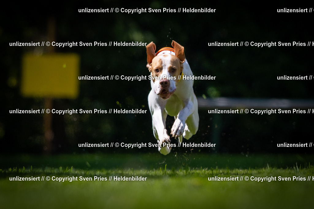 Sven Pries | 2025-08-10 - Hunderennen Durlach - Realisiert mit Pictrs.com