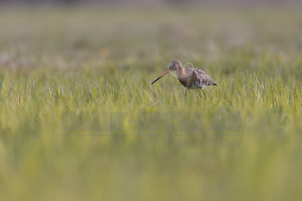20220412084240 | Die Uferschnepfe (Limosa limosa), im Plattdeutschen auch als Greta bezeichnet, ist eine Vogelart aus der Familie der Schnepfenvögel (Scolopacidae). Uferschnepfen sind Langstreckenzieher und brüten vorwiegend auf Feuchtwiesen. Die Art steht sowohl international auf der Vorwarnliste («potenziell gefährdet») der Roten Liste gefährdeter Arten als auch auf der Roten Liste der Brutvögel Deutschlands. - Realisiert mit Pictrs.com
