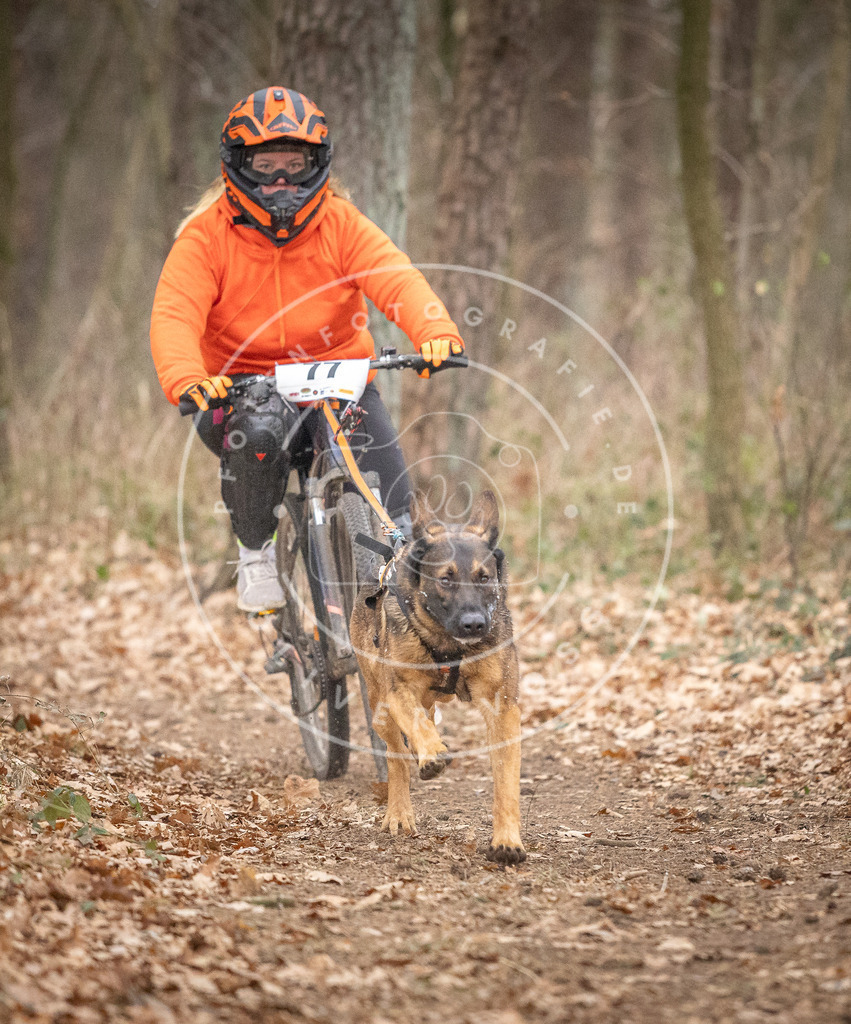Pfotenfotografie_DV3A5764 | Hundefotografie, Tierfotograf, Pfotenfotografie, Fotoshooting Hund, Hunde Portrait, Hundesport, Hundeportraits, Heideshooting, Hunde, Sportfotograf, Hundefotograf, Turnierhundsport, THS,  - Realisiert mit Pictrs.com