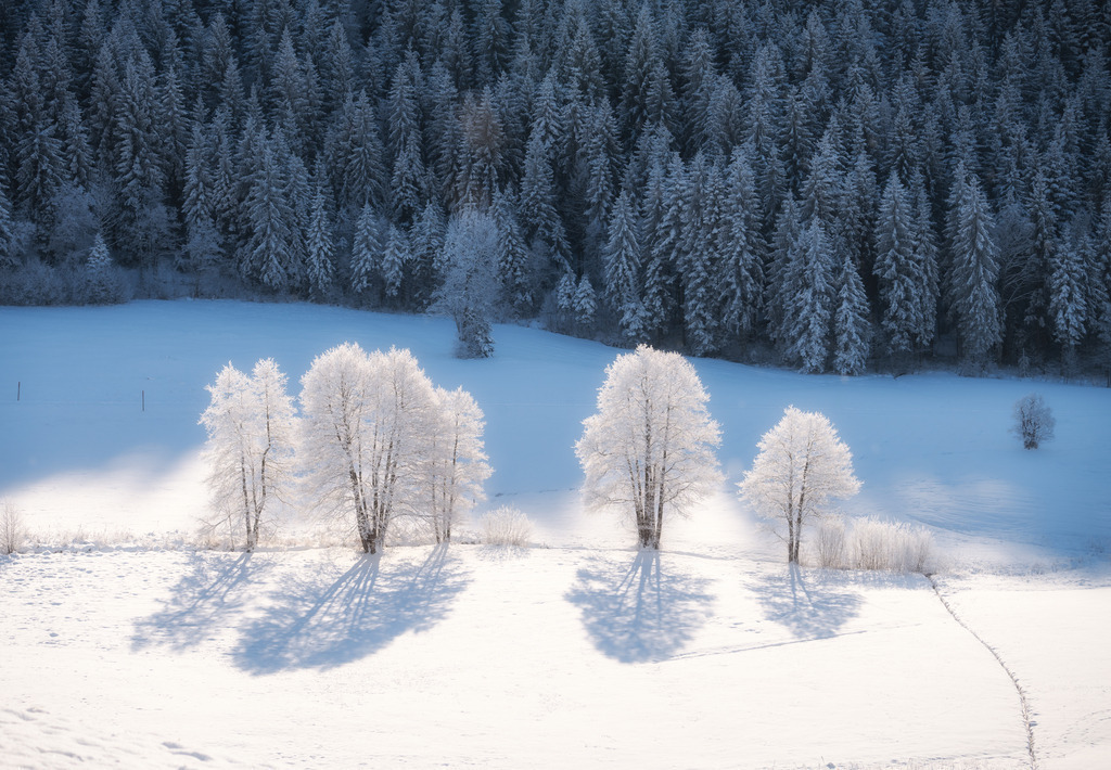 Bäume im Schnee | Raten, Oberägeri - Realisiert mit Pictrs.com