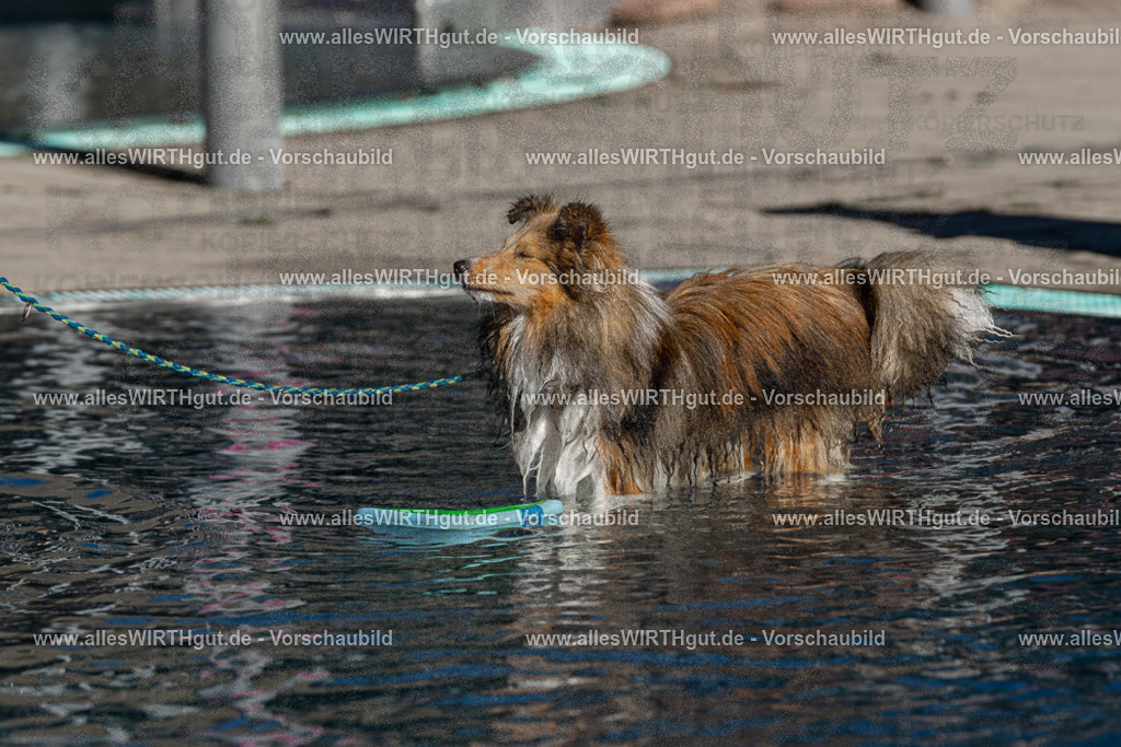 Hundeschwimmen_Volksbad_2026-allesWIRTHgut_Tierfotografie-2609061038-FAY05967 | Professionelle Tierfotografie in Mönchengladbach von Daniel Wirth (allesWIRTHgut). Liebevolle & natürliche Bilder von Hunden & Katzen für unvergessliche Erinnerungen.