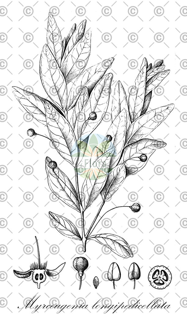 HistAbb_wfo-0000248012_1_ENZY_Simple | Historische Abbildung von Myrceugenia longipedicellata - Myrtaceae | Historical Illustration of Myrceugenia longipedicellata - Myrtaceae