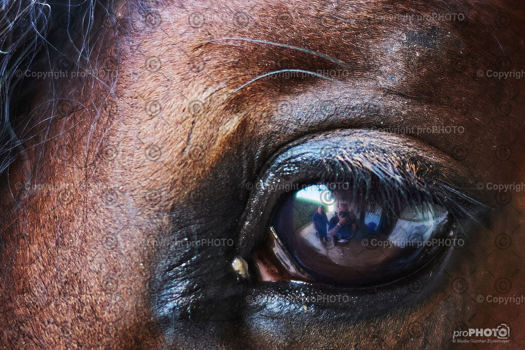 005_202406_Niki-Herodes_NZ9_9650 | proPHOTO - Realisiert mit Pictrs.com