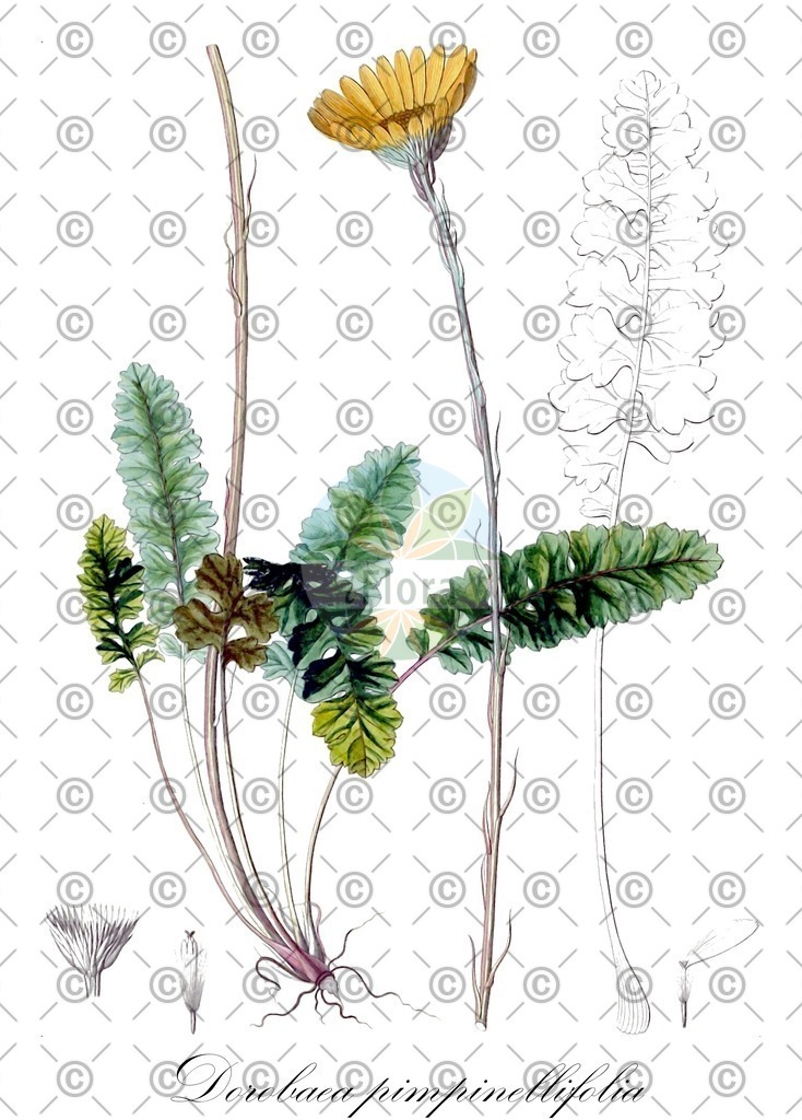 HistAbb_wfo-0000654421_1_ENZY_Simple | Historische Abbildung von Dorobaea pimpinellifolia - Asteraceae | Historical Illustration of Dorobaea pimpinellifolia - Asteraceae