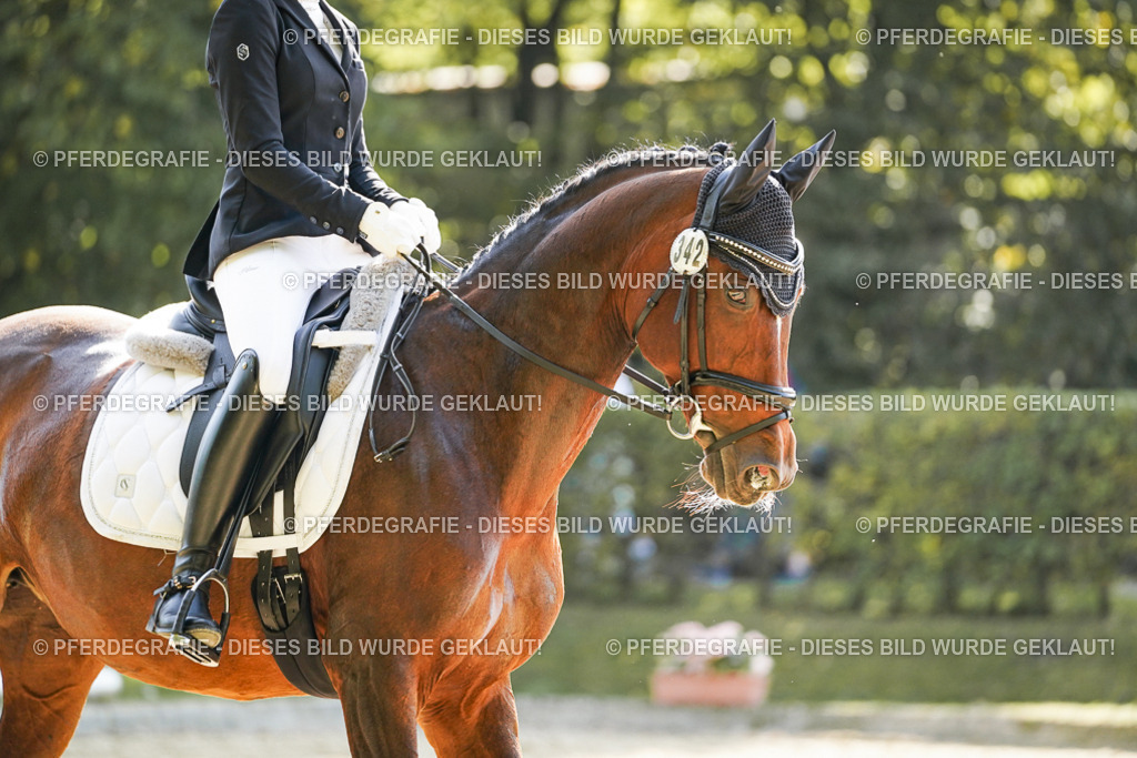 DSC07168 | Pferdegrafie