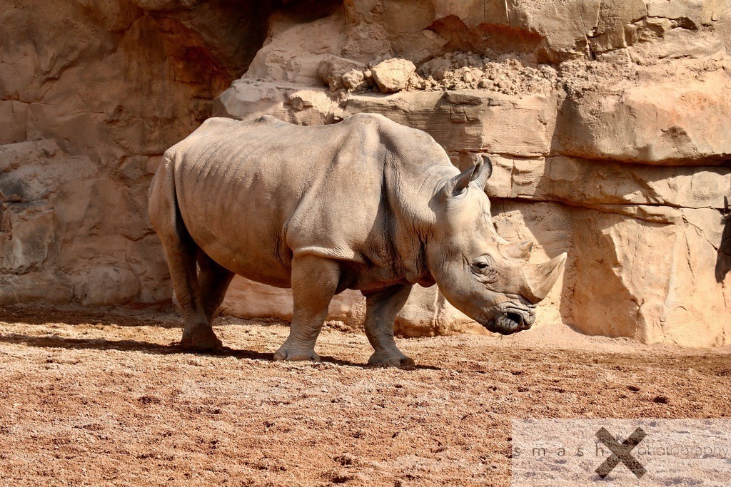 Rhino | smash-photography.com