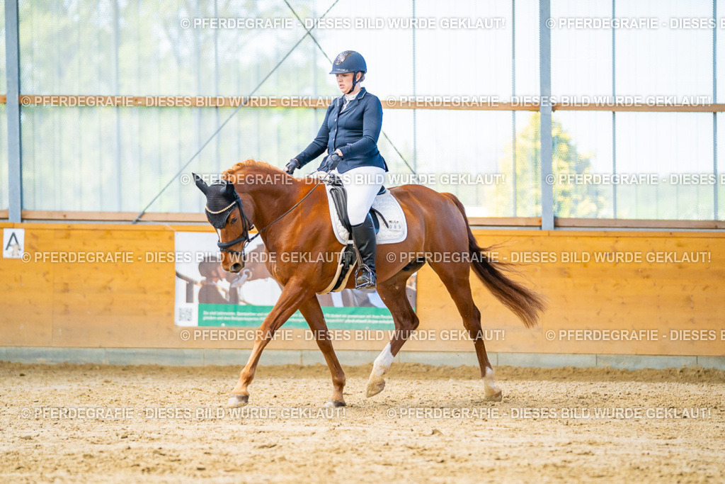 DSC07521 | Pferdegrafie